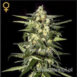 jack_herer_auto[1].jpg